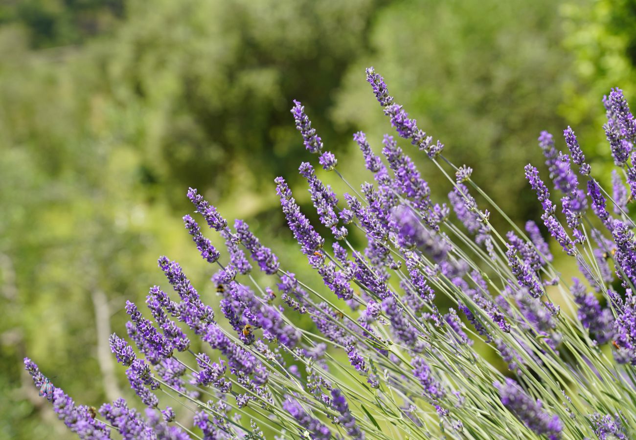 Ferienwohnung in Toscolano-Maderno - Cà Rossa - Orchidea mit wunderbarer Seeblick